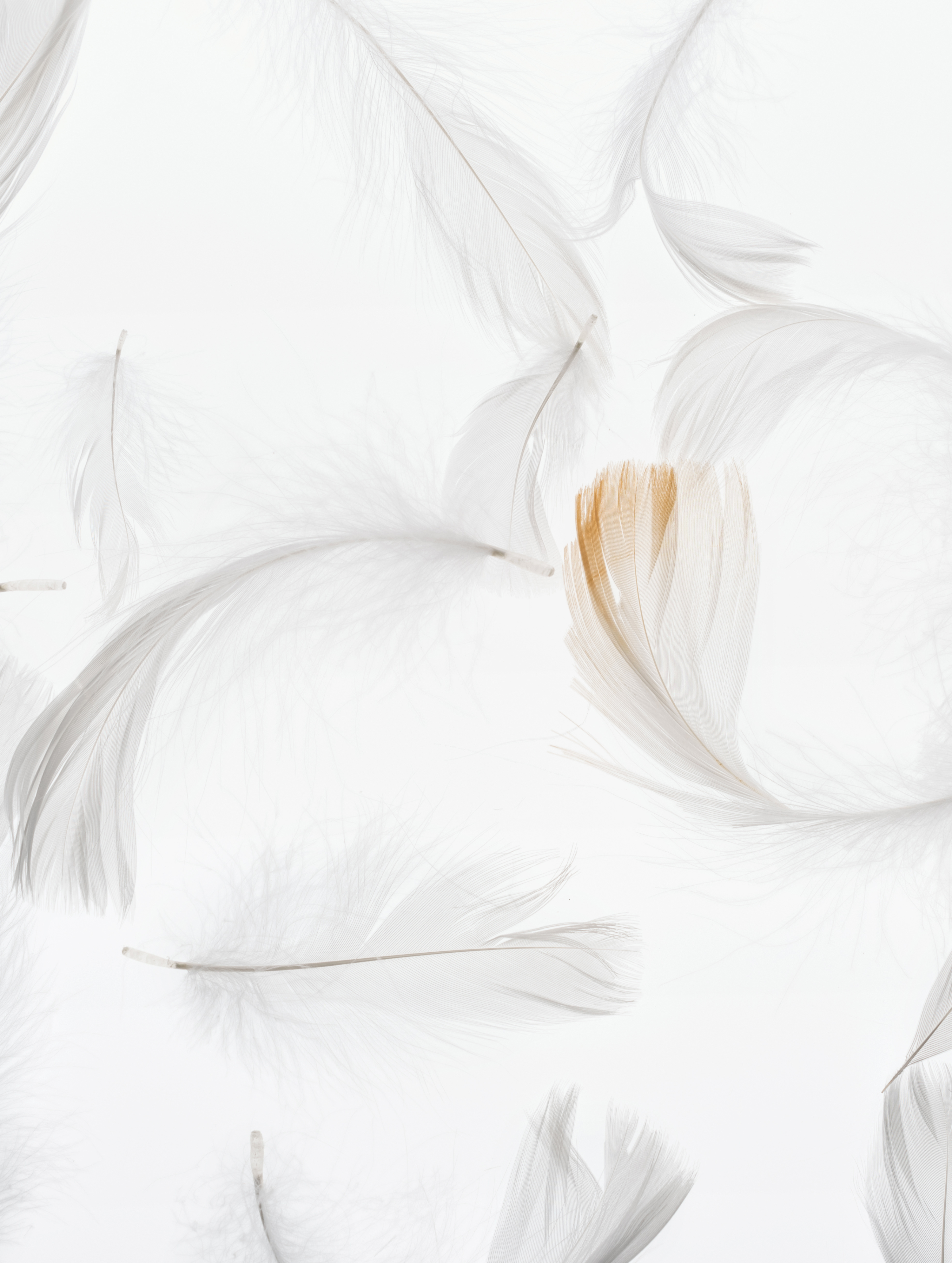 Featherlight Moisturizing Day Cream